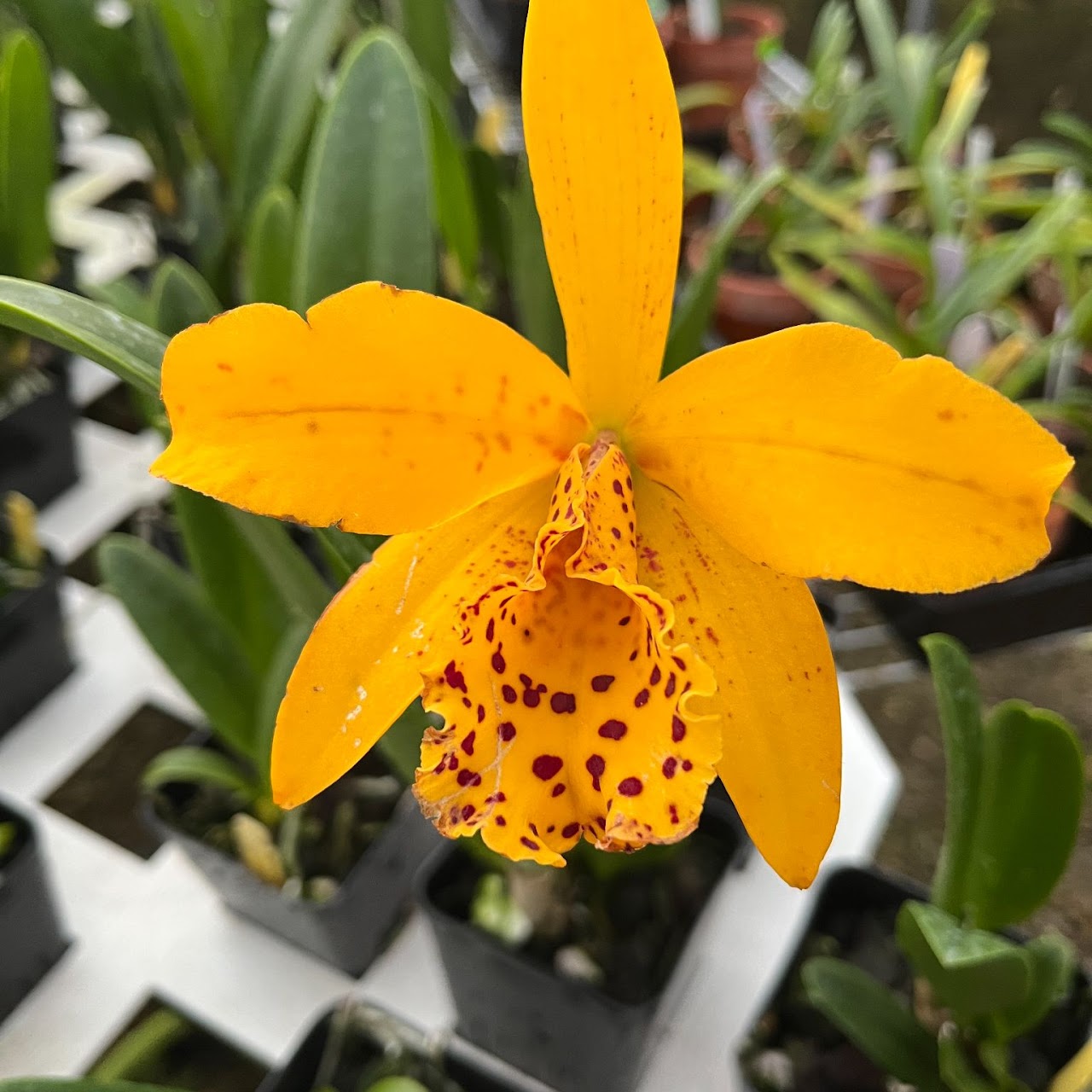 Rhynchobrassoleya Copper Queen 'H&R' (Rlc Toshie Aoki x Bc Richard Mueller) — Cattleya, Natt's Orchids