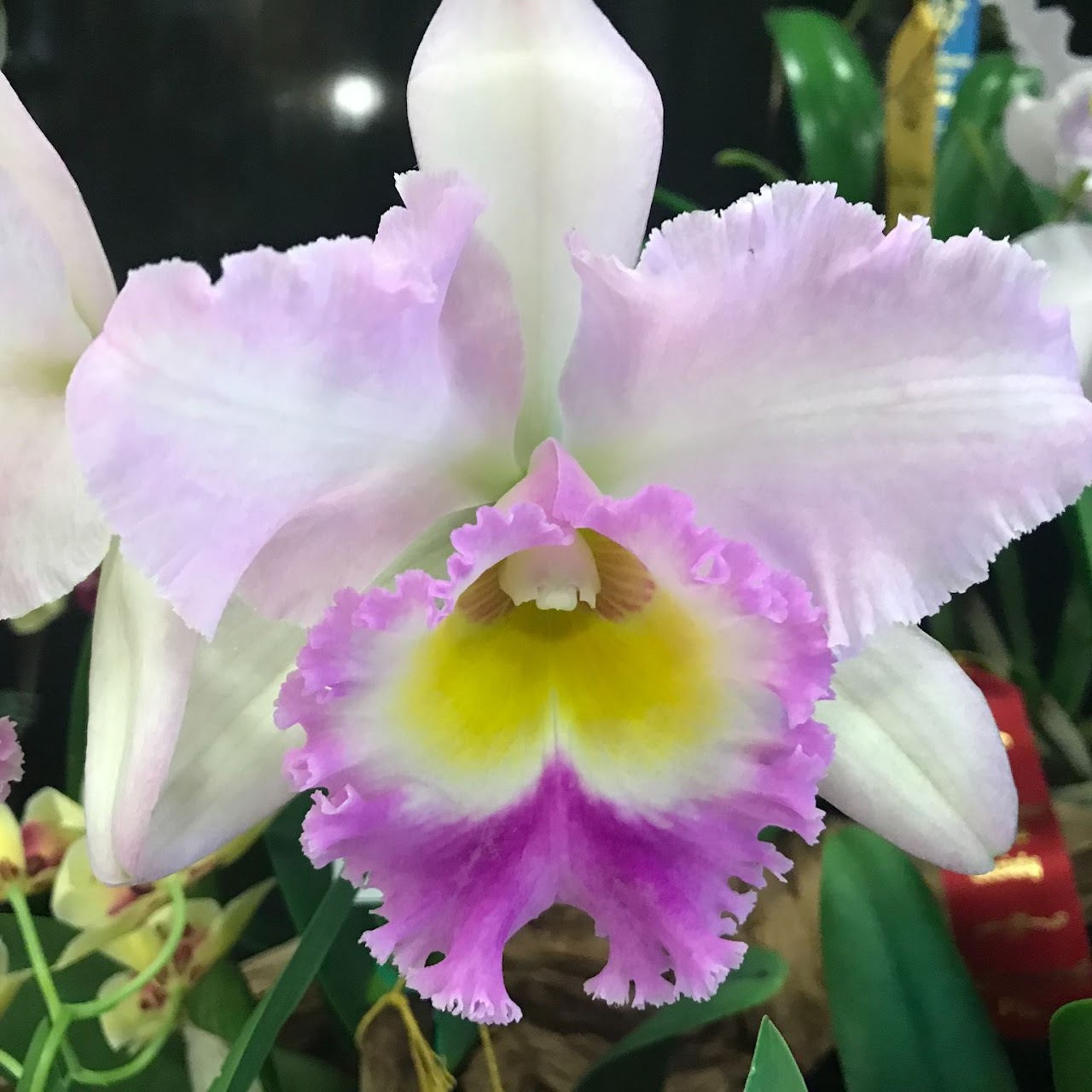 Rhyncholaeliocattleya Siam Pink (Siam White x White Diamond) — Cattleya, Natt's Orchids