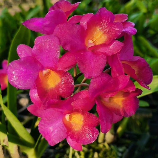 Guaricattonia Jairak Jewel 'Red' (Cattlianthe Little Irene x Guaritonia Why Not) — Cattleya, Natt's Orchids