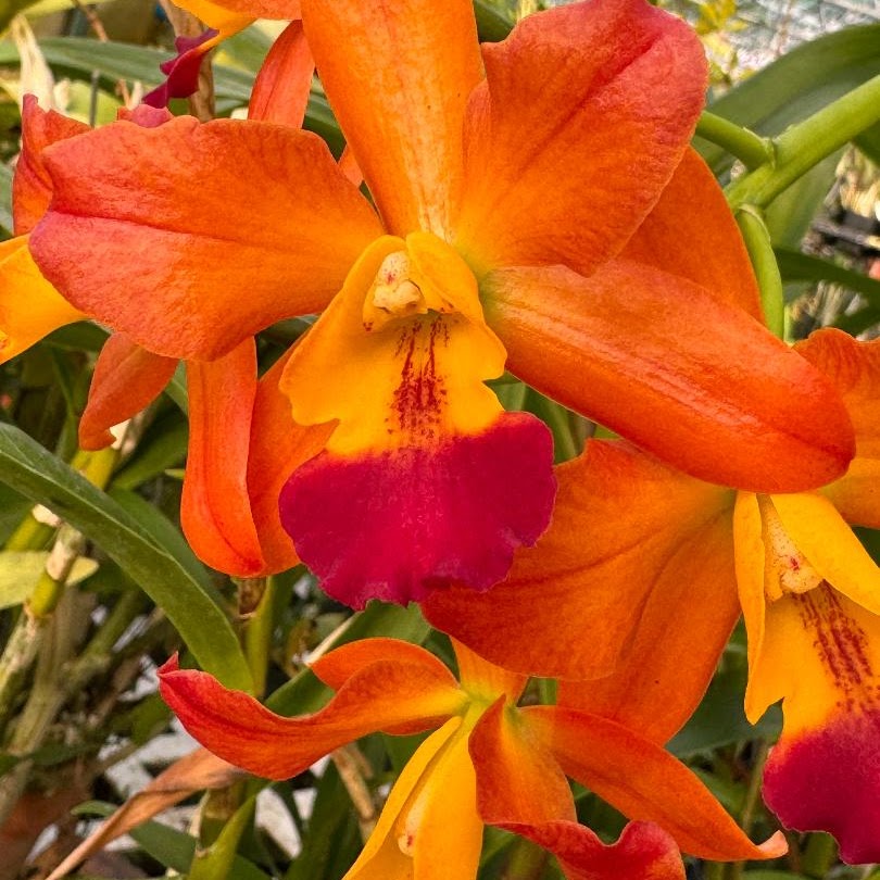 Cattlianthe Ploenpit Fantasy 'Jairak' (Cattlianthe Kauai Starbright x Loog Tone) — Cattleya, Natt's Orchids