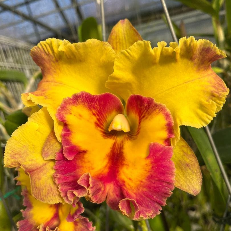 Rhyncholaeliocattleya Chomthong Fancy (Rlc Laddawan Beauty x Haadyai Delight) — Cattleya, Natt's Orchids