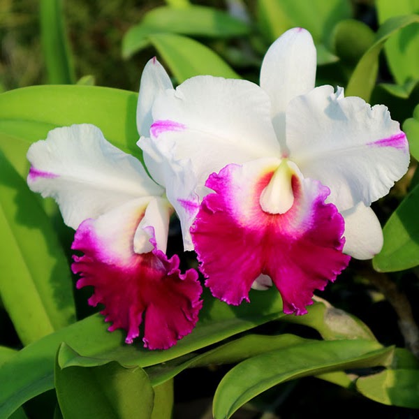 Rhyncholaeliocattleya Mem Anna Balmores (C Mem Robert Strait x Rlc Good News) — Cattleya, Natt's Orchids