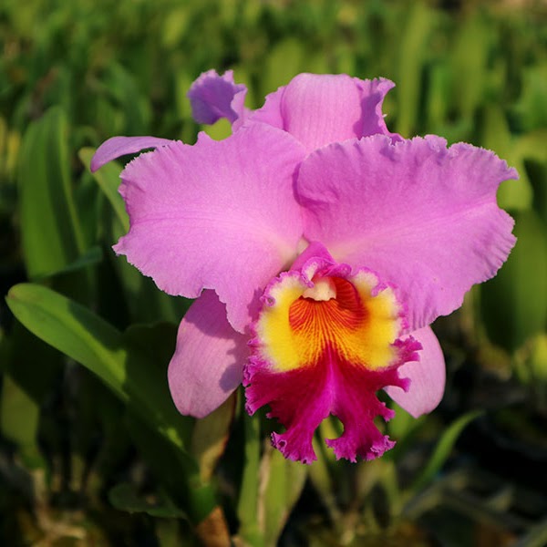 Rhyncholaeliocattleya Pink Diamond (Rlc Ewart McDonald x C Queen Sirikhit) — Cattleya, Natt's Orchids