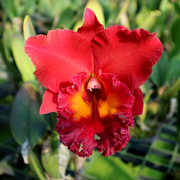 Rhyncholaeliocattleya Sun Bloom (Rlc Sanyung Ruby x Thongsupran) — Cattleya, Natt's Orchids