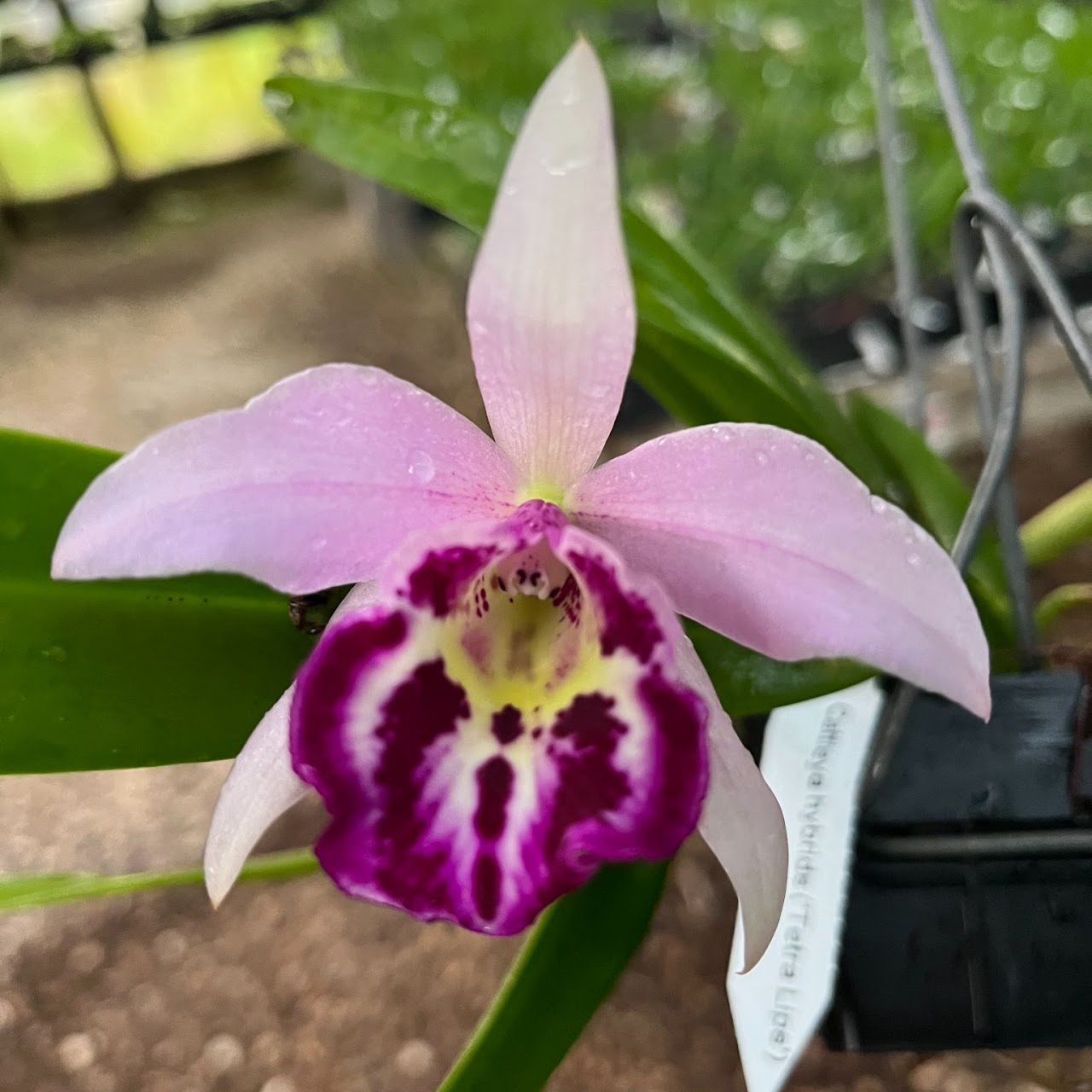 Brassocattleya Taiwan Big Lip 'Tetra Lips' — Cattleya, Natt's Orchids