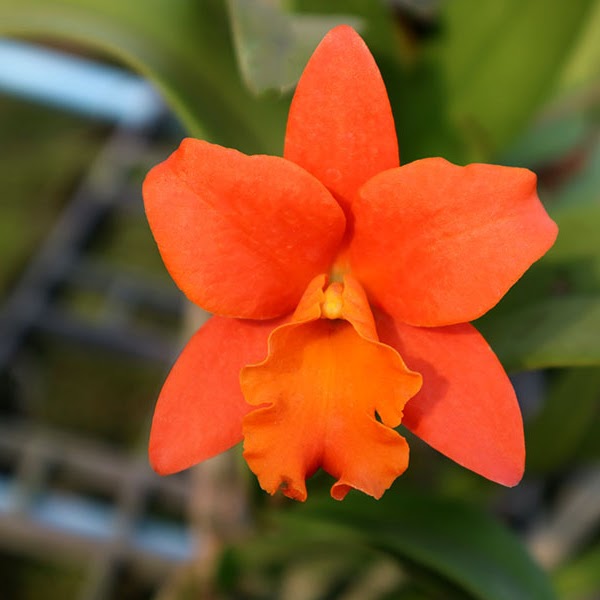 Rhyncattleanthe Netrasiri Starbright (Cattlianthe Kauai Starbright x Rhyncattleanthe Orange Nugget) — Cattleya, Natt's Orchids