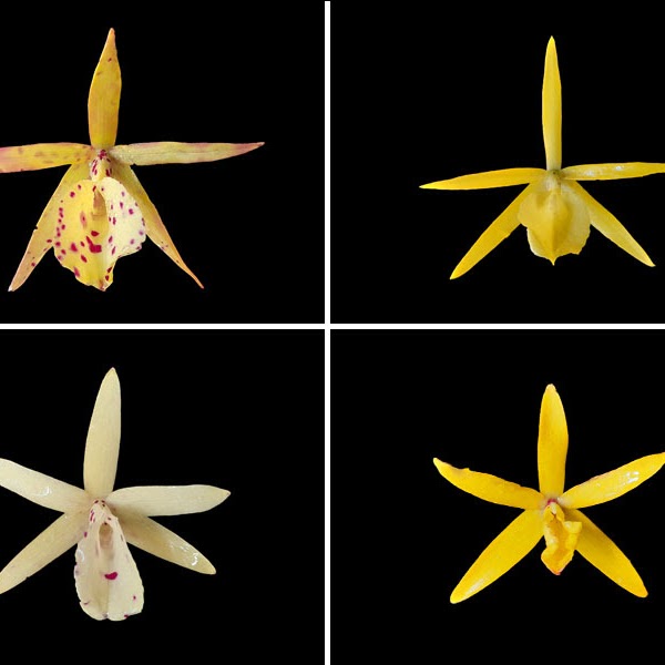 Brassocatanthe Jairak Red Star x Bnodosa — Cattleya, Natt's Orchids