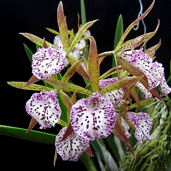 Encyvola Jairak Treasure 'Kakapo Bird' (Encyclia phoenicea x B Little Stars) Mericlone — Cattleya, Natt's Orchids