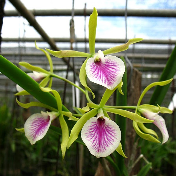 Vaughnara Jairak Kiss (Mericlone) (Epicattleya Tropical Jewel x B Little Stars) — Cattleya, Natt's Orchids