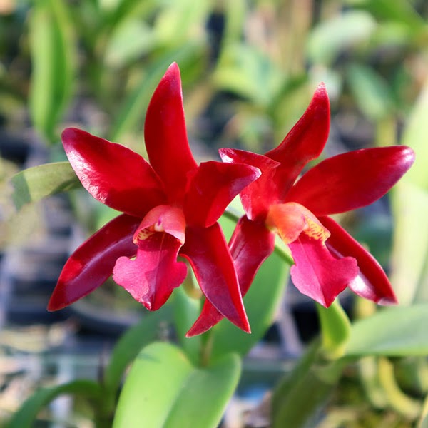 Cattlianthe Chocolate Drop (Cguttata x Guarianthe aurantiaca) — Cattleya, Natt's Orchids