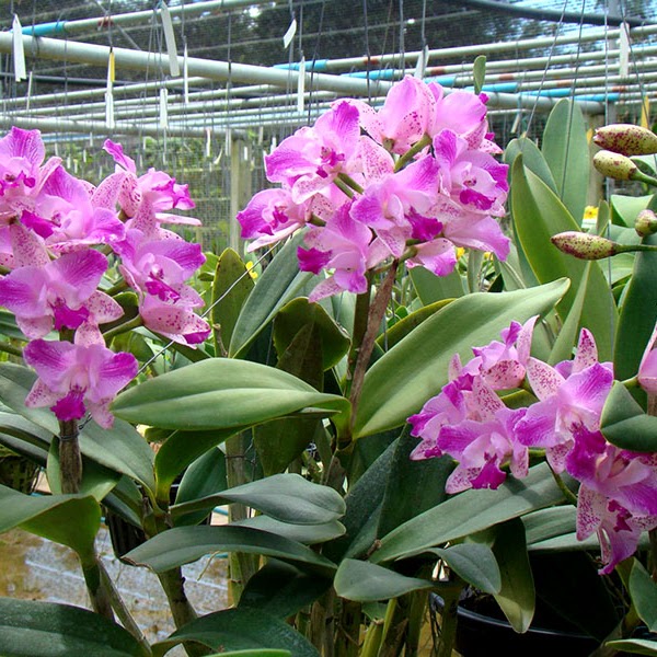 Cattleya Monte Elegante (C Penny Kuroda x Interglossa) — Cattleya, Natt's Orchids