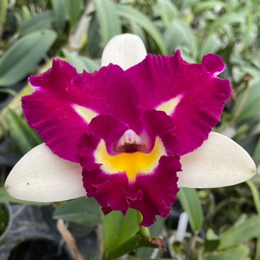 Rhyncholaeliocattleya Chyong Guu Linnet 'Smile' (Haw Yuan Beauty x Tzeng-Wen Beauty) — Cattleya, Natt's Orchids