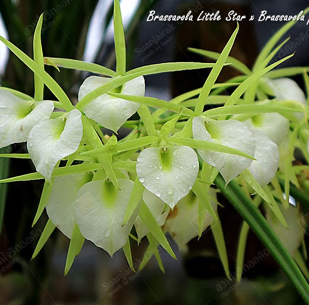Brassavola Kiilani Stars (Brassavola Little Stars x perrinii) — Cattleya, Natt's Orchids