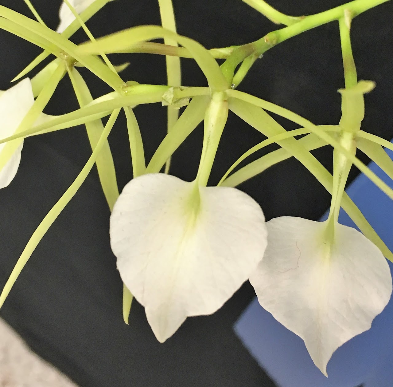 Brassavola Little Stars (B. nodosa x B. subulifolia) — Cattleya, Natt's Orchids
