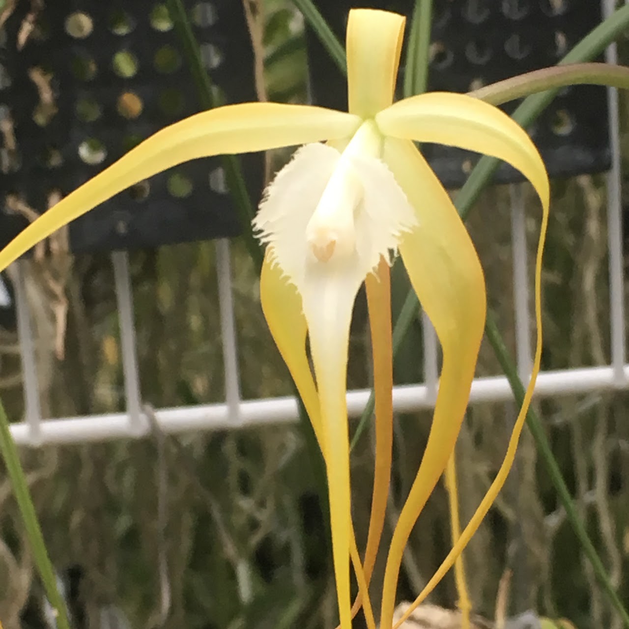 Brassavola cucullata — Cattleya, Natt's Orchids