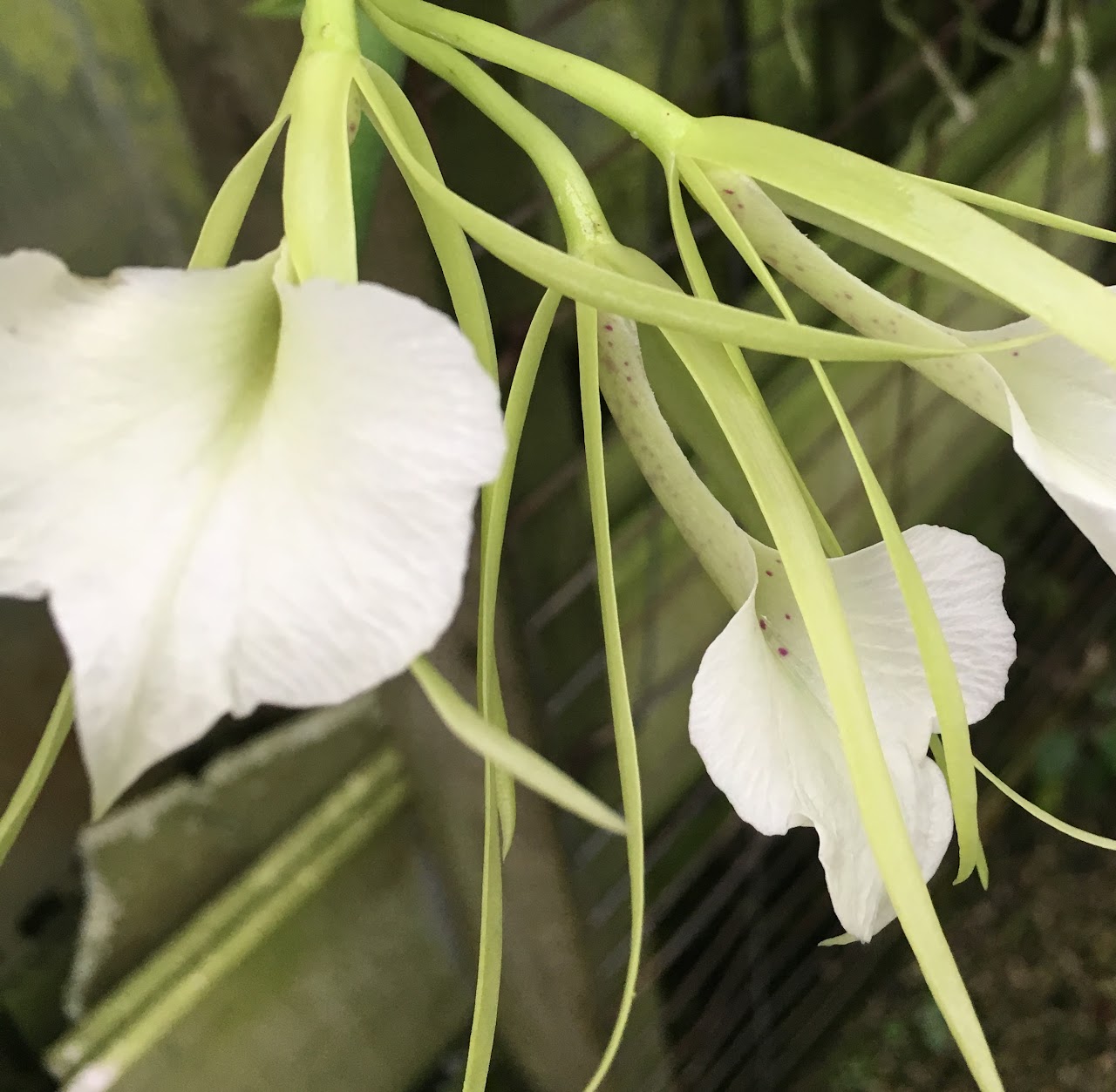 Brassavola nodosa — Cattleya, Natt's Orchids