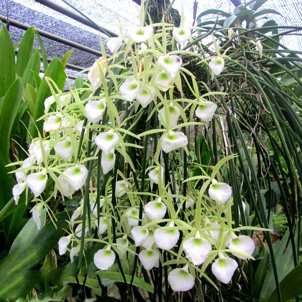 Brassavola perrinii — Cattleya, Natt's Orchids