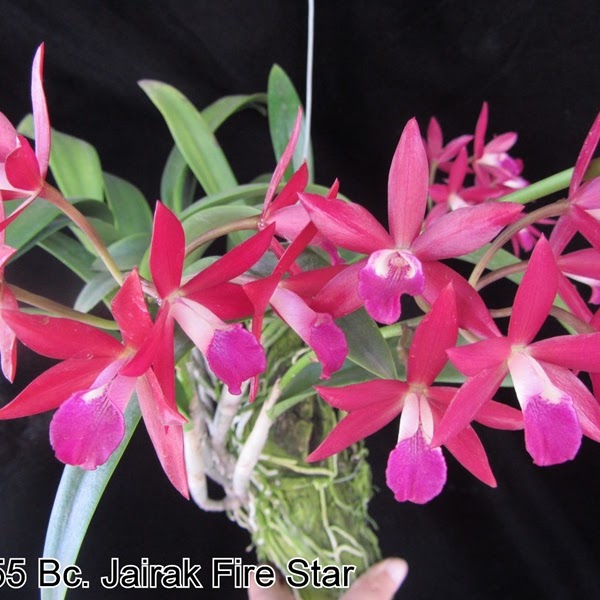 Brassocatanthe Jairak Fire Star (Mericlone) (Cattlianthe Jairak Fire x B. Little Stars) — Cattleya, Natt's Orchids