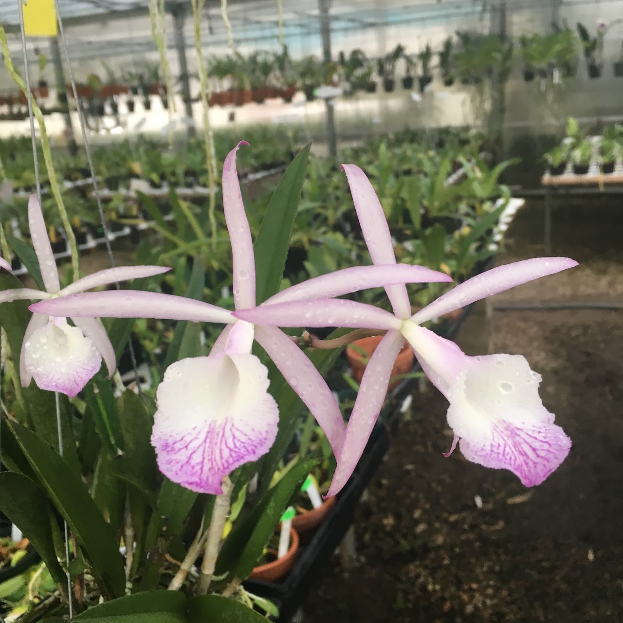 Brassocattleya Jairak Kiku (C. loddigesii x B. Little Stars) — Cattleya, Natt's Orchids