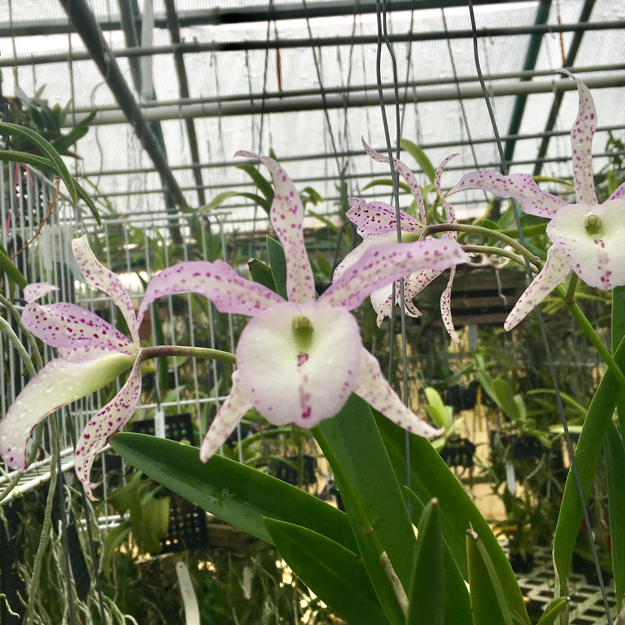 Brassocattleya Maikai x Brassavola Little Stars — Cattleya, Natt's Orchids
