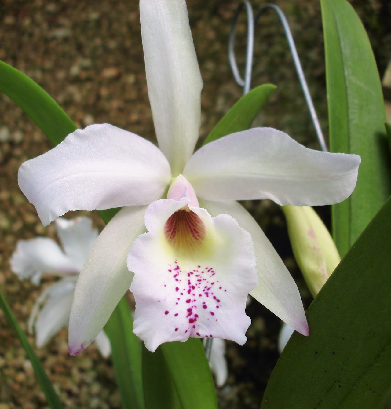 Brassocattleya Inboriboon (B.nodosa x C.Jose Marti 'Mothers Favorite') — Cattleya, Natt's Orchids