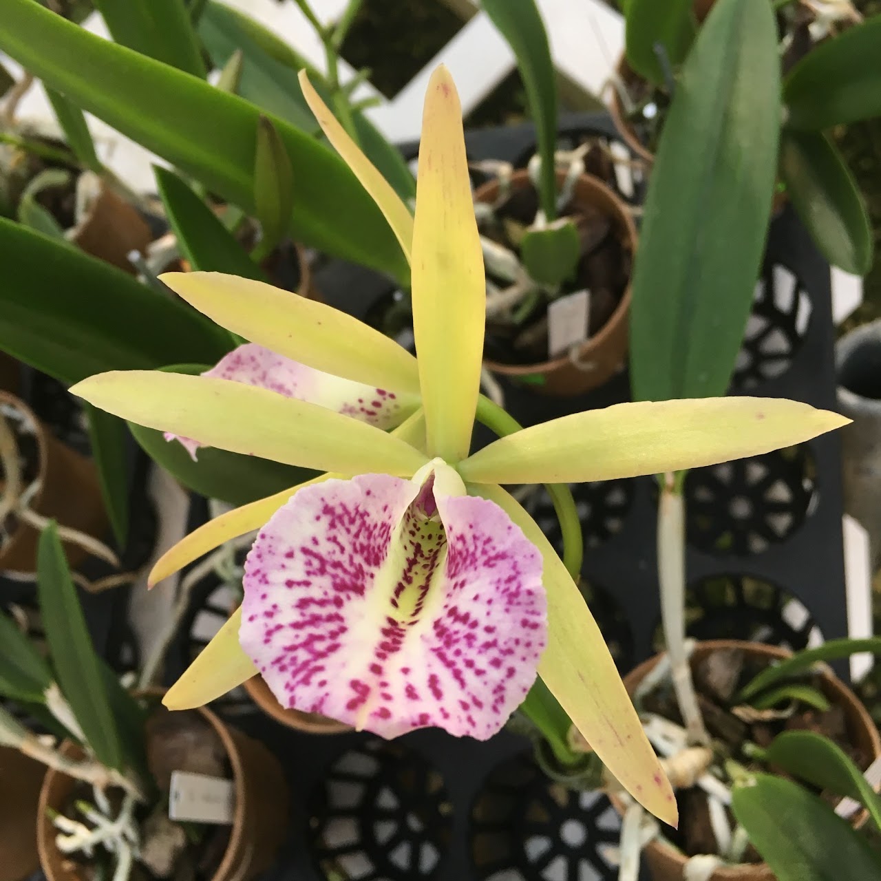 Brassocattleya Renee’ Gerber (B. nodosa x C. Small World) — Cattleya, Natt's Orchids