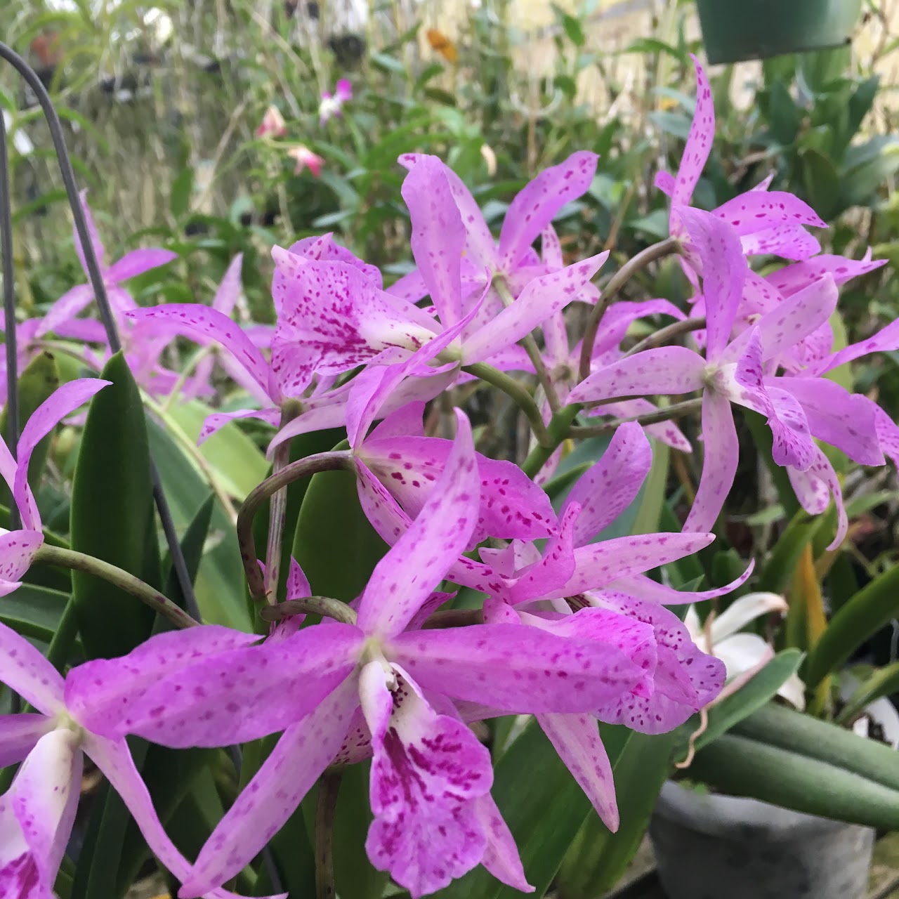 Brassanthe (Brassocattleya) Maikai (Brassavola nodosa x Guarianthe bowringiana — Cattleya, Natt's Orchids
