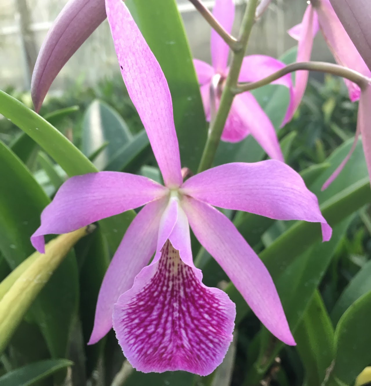 Brassocatanthe Haleahi Profusion (Brassanthe Maikai x C. maxima) — Cattleya, Natt's Orchids