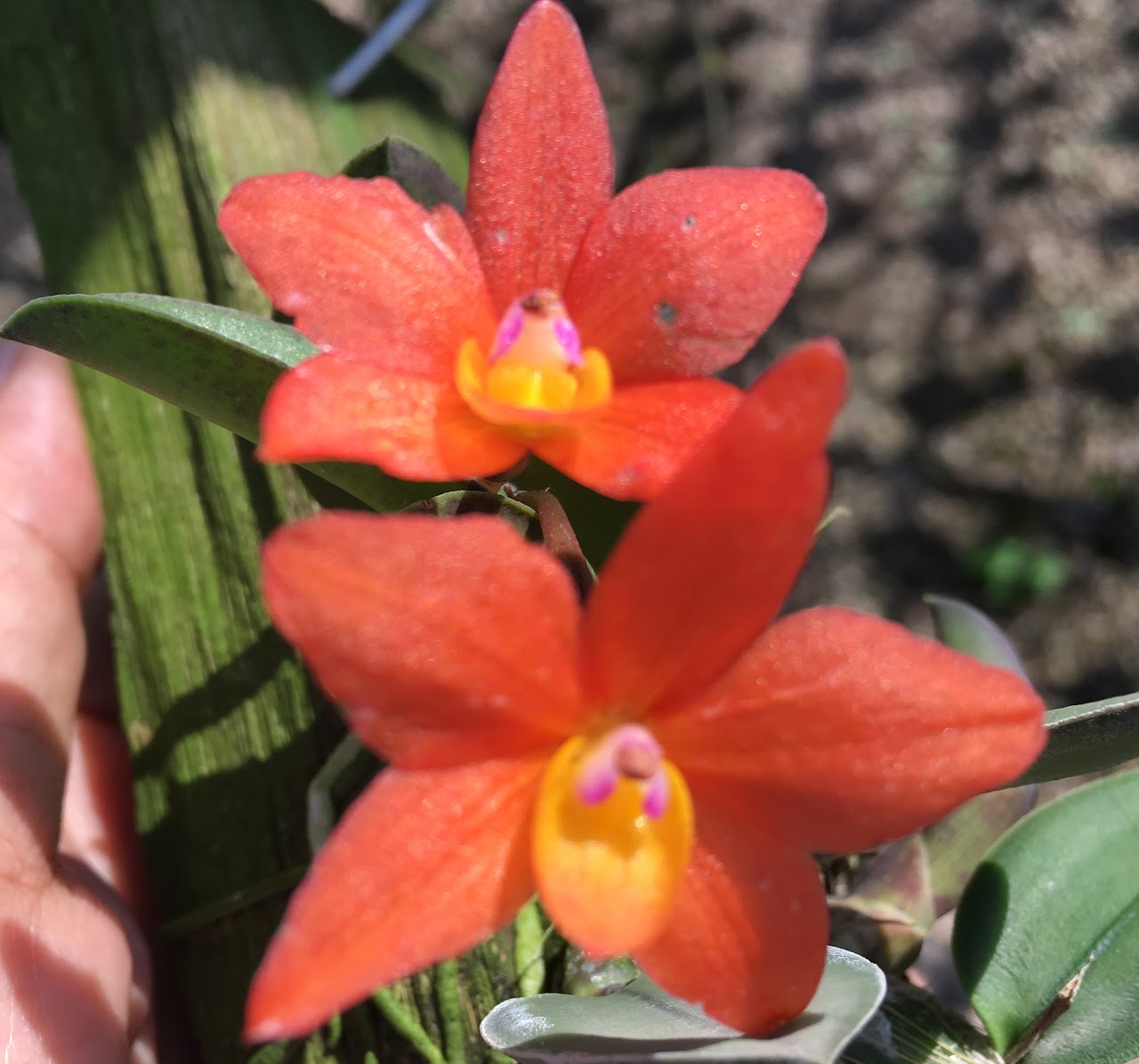 Cattleya (Sophronitis) cernua — Cattleya, Natt's Orchids
