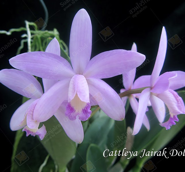Cattleya Jairak Dolly (C. longipes x C. ghillanyi) — Cattleya, Natt's Orchids