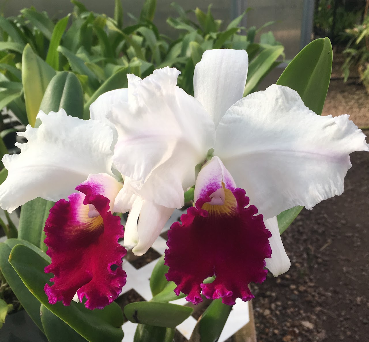 Cattleya Melody Fair 'Carol' ( Stephen Oliver Fouraker x Horace ) — Cattleya, Natt's Orchids
