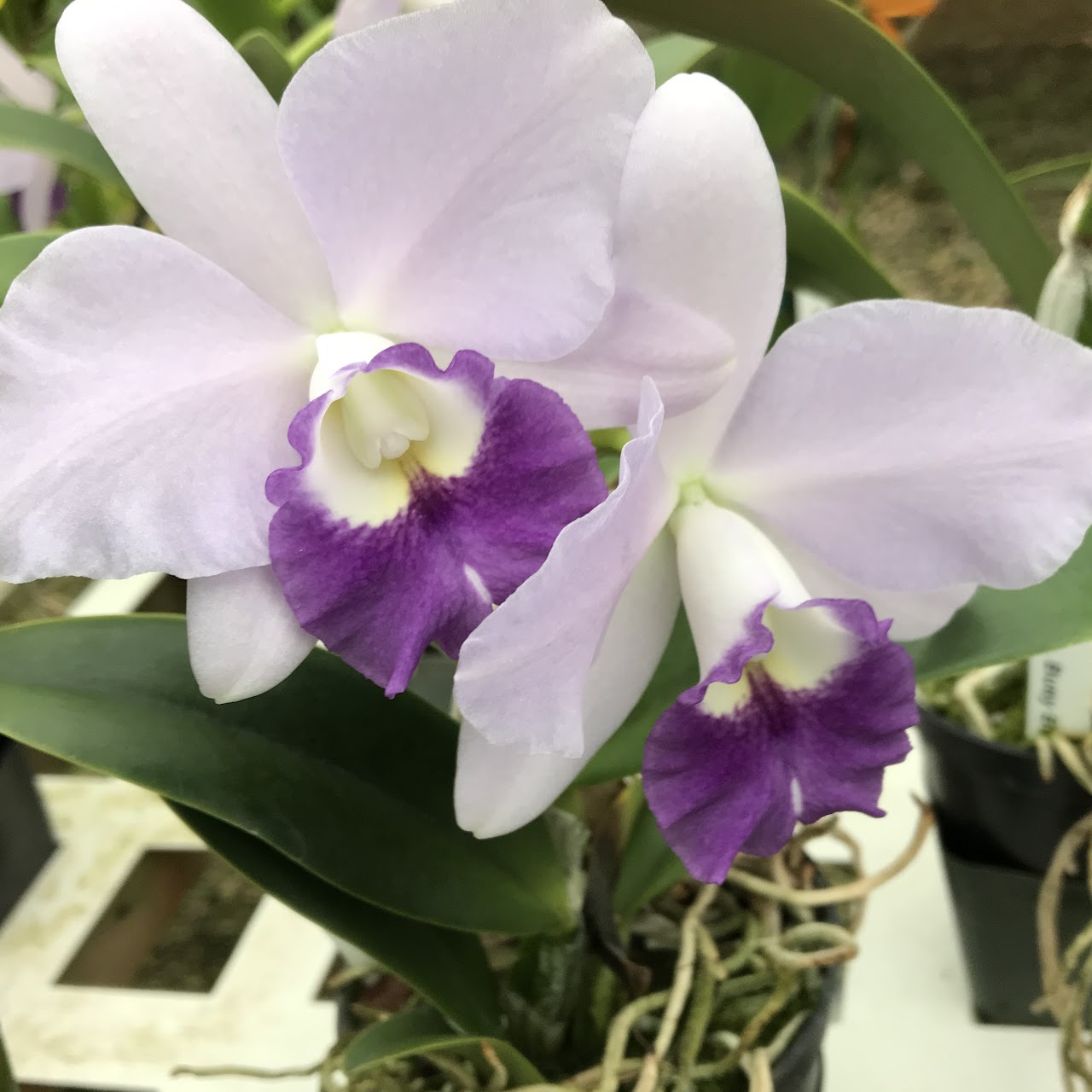 Cattlianthe Busy Bev 'Blue Jewel' (C Dinard x Ctt Purple Secret) — Cattleya, Natt's Orchids