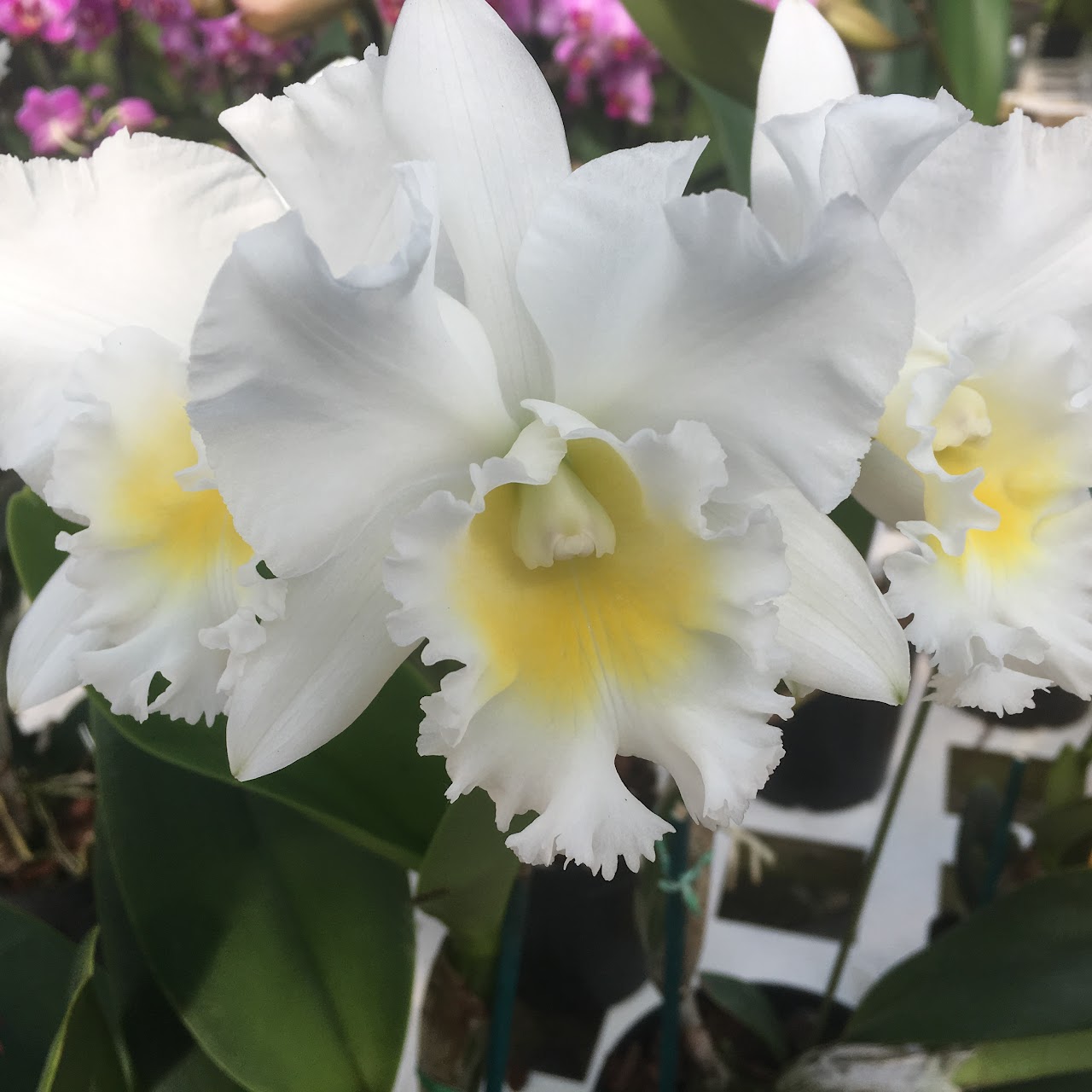 Cattlianthe Hawaii Island Bride (Ctt White Bridal x Rlc Mahina Yahiro) — Cattleya, Natt's Orchids