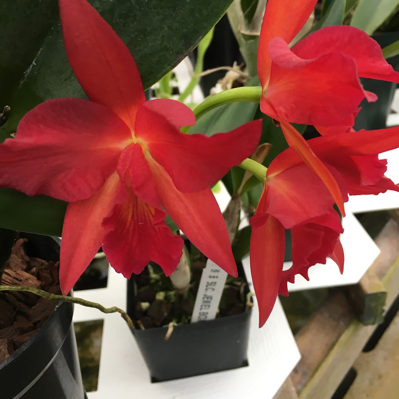 Cattlianthe Jewel Box 'scheherazade' (Guarianthe aurantiaca x C Anzac) — Cattleya, Natt's Orchids