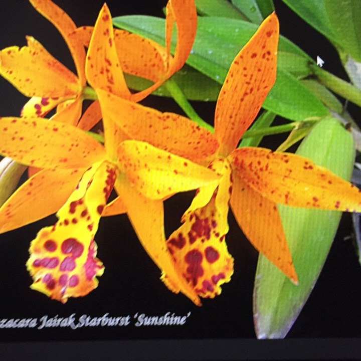 Cahuzacara Jairak Starburst 'Sunshine' (Mericlone) — Cattleya, Natt's Orchids