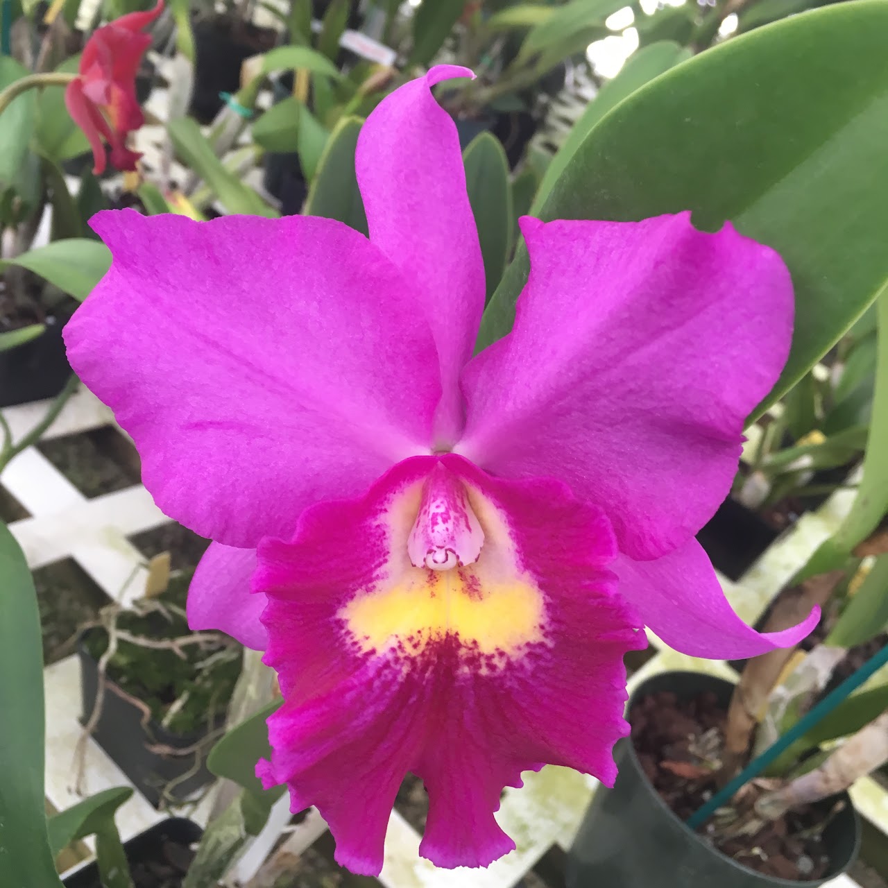 Cahuzacara Hsinying Pink Doll "Hsinying' — Cattleya, Natt's Orchids