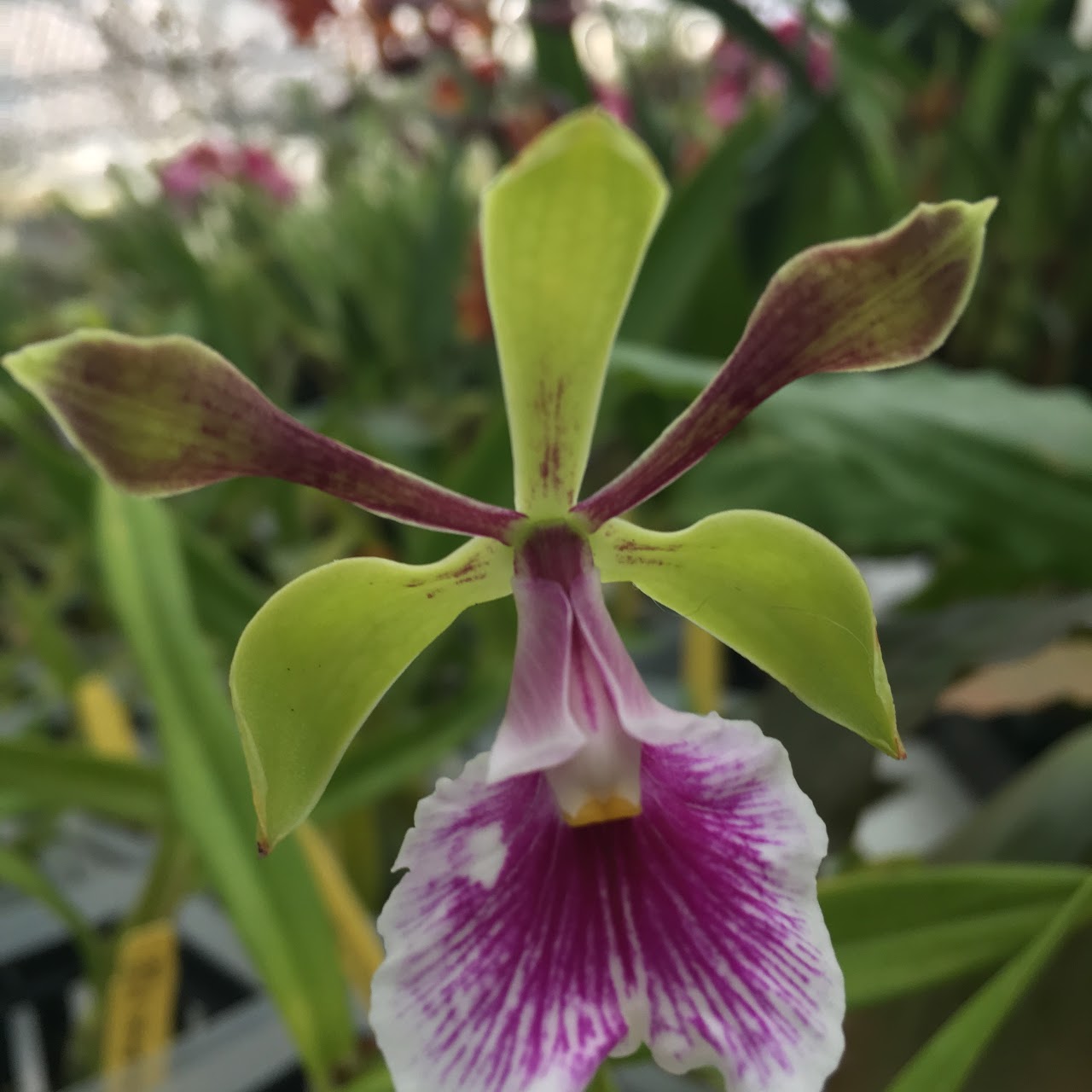 Encyclia (Epidendrum) Shinfong Smile (Shinfong Thomas x cordigera) — Cattleya, Natt's Orchids