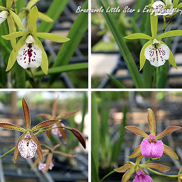 Encyvola Genovese Jungle Stars [Brassavola Little Stars x Encyclia Orchid Jungle (alata-phoenicea)] — Cattleya, Natt's Orchids