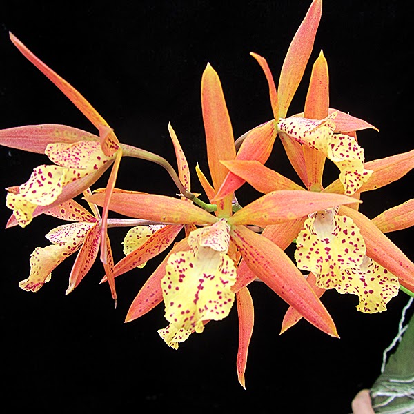 Encyleyvola Jairak Canary 'Orange' (Mericlone) (Encyclia phoenicea x Bc. Richard Mueller) — Cattleya, Natt's Orchids