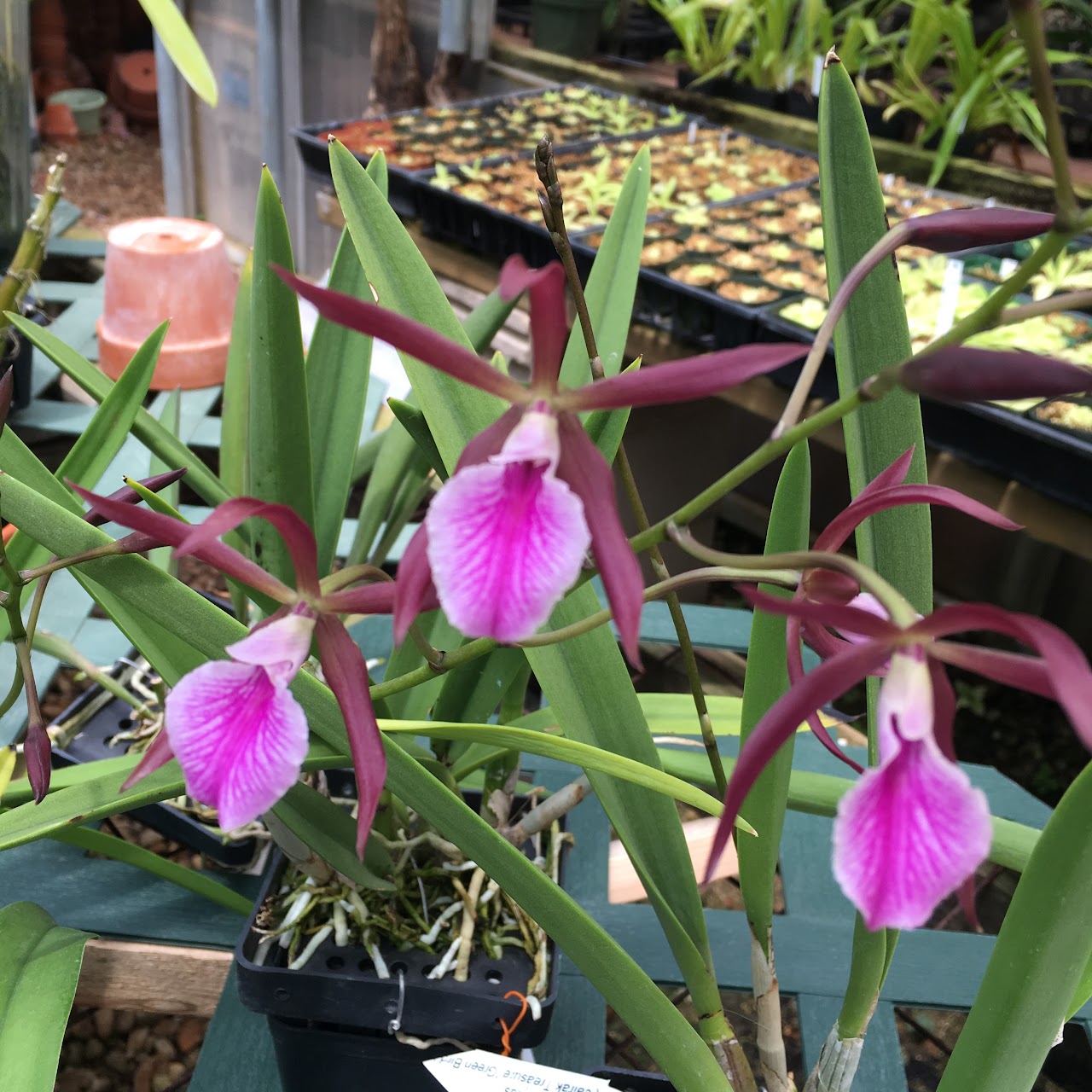 Encyvola Jairak Treasure 'Brown Bird' (Encyclia phoenicea x B Little Stars) (Mericlone) — Cattleya, Natt's Orchids