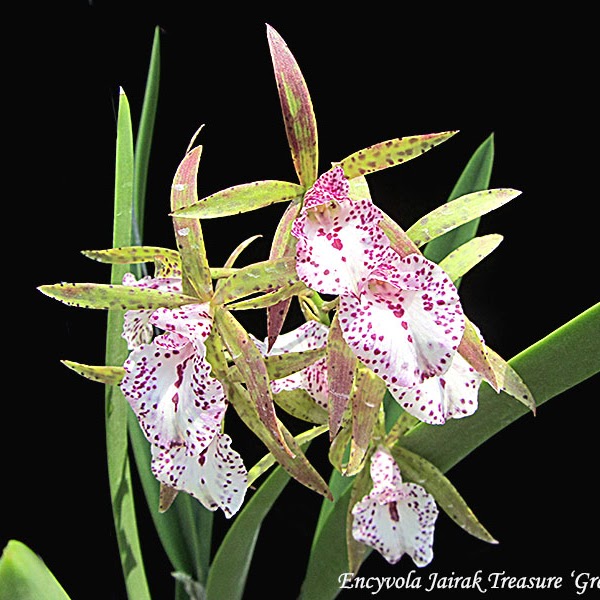 Encyvola Jairak Treasure 'Green Bird' (Encyclia phoenicea x B Little Stars) (Mericlone) — Cattleya, Natt's Orchids
