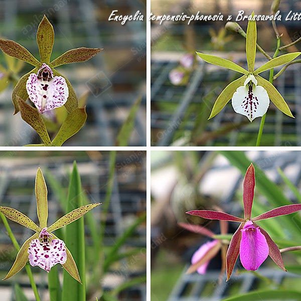 Encyclia Lorraine Smith (tampensis-phoenicea) x Brassavola Little Star — Cattleya, Natt's Orchids