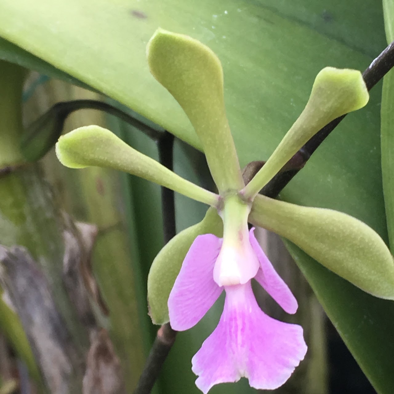 Epicyclia Serena O'Neil (Mabel Kanda x cordigera) — Cattleya, Natt's Orchids