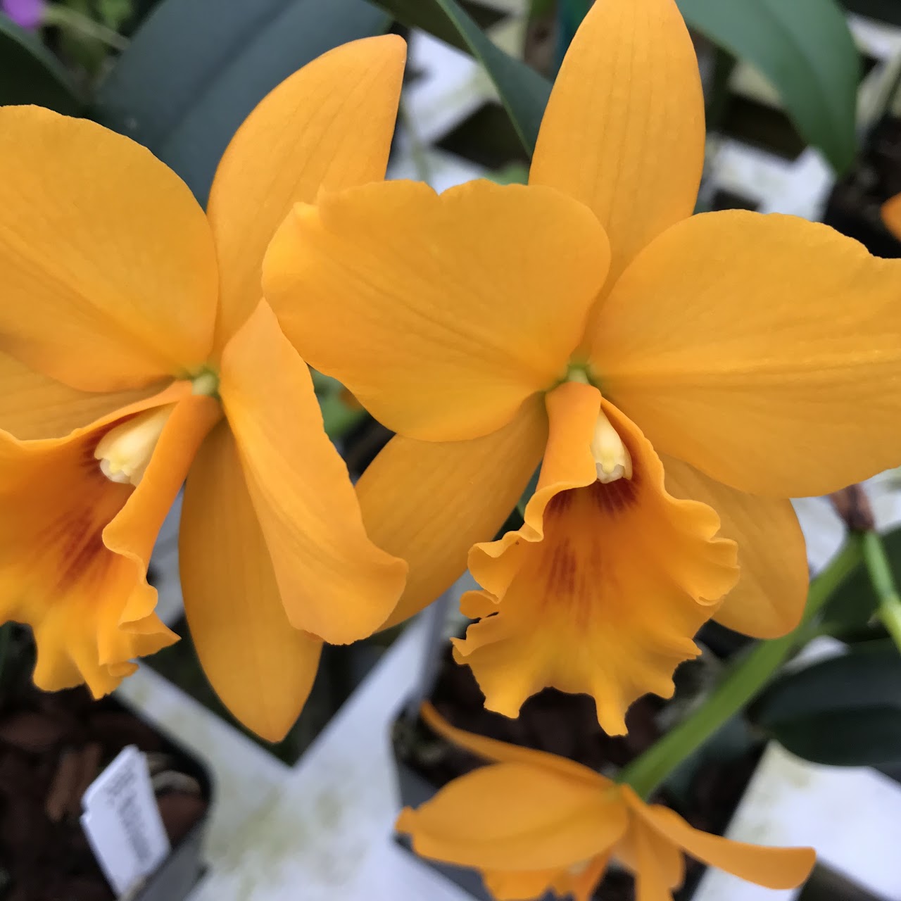 Rhyncattleanthe Bit-O-Sunshine (Rth Free Love x Fuchs Orange Nugget) — Cattleya, Natt's Orchids