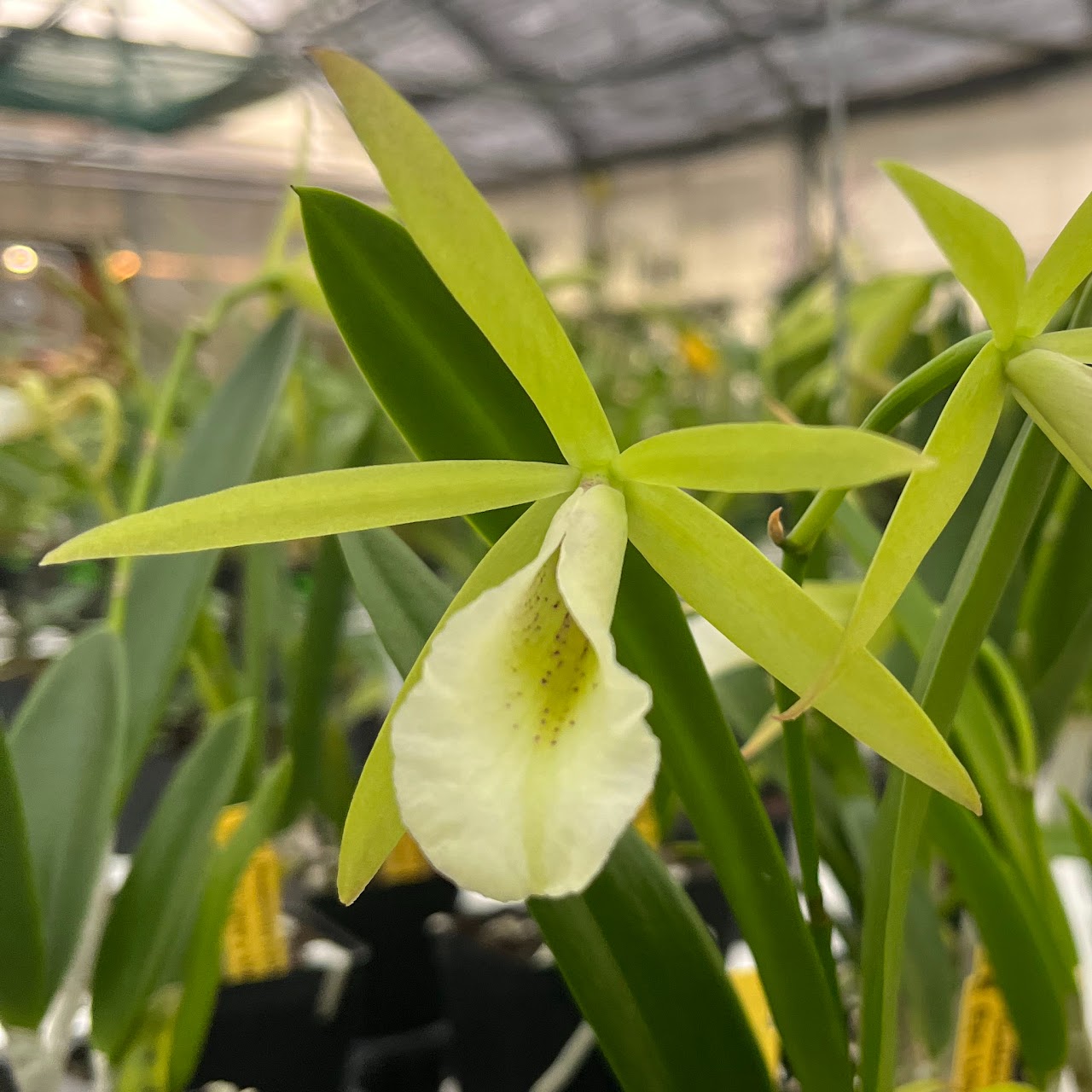 Procatavola Key Lime Stars (Cattleychea Lime Sherbet x Bnodosa) — Cattleya, Natt's Orchids