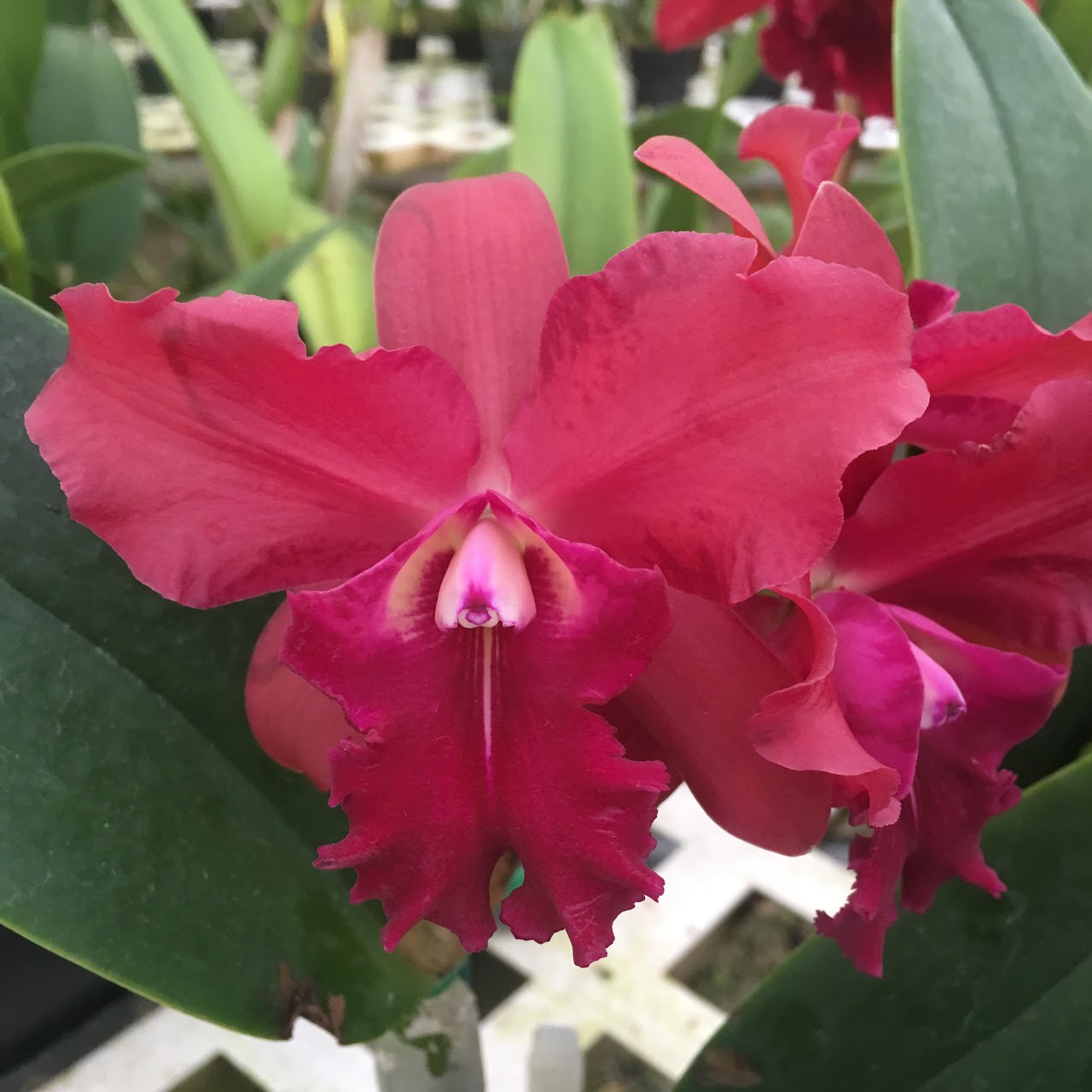 Rhyncattleanthe Cherry Kiss (Rlc. Chia Lin x Rhyncattleanthe Dennis Cone) — Cattleya, Natt's Orchids