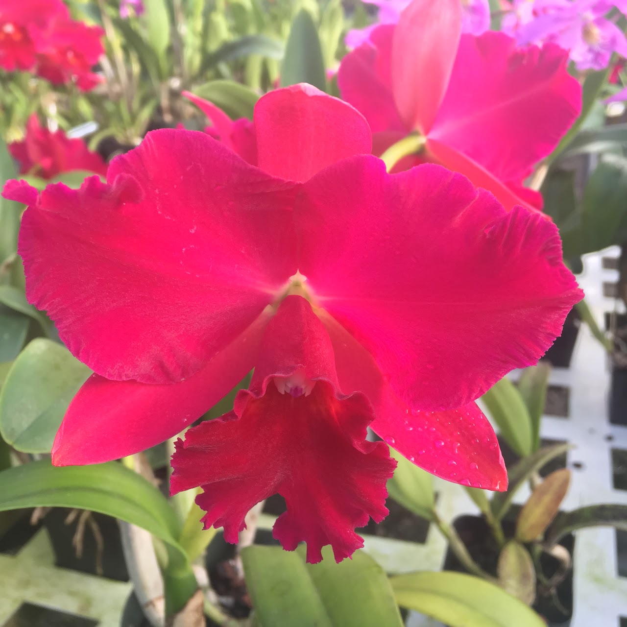 Rhyncholaeliocattleya Hsinying Scarlet 'Ching Hua' (Rlc. Kozo's Scarlet x Rlc. Shinfong Honey) — Cattleya, Natt's Orchids