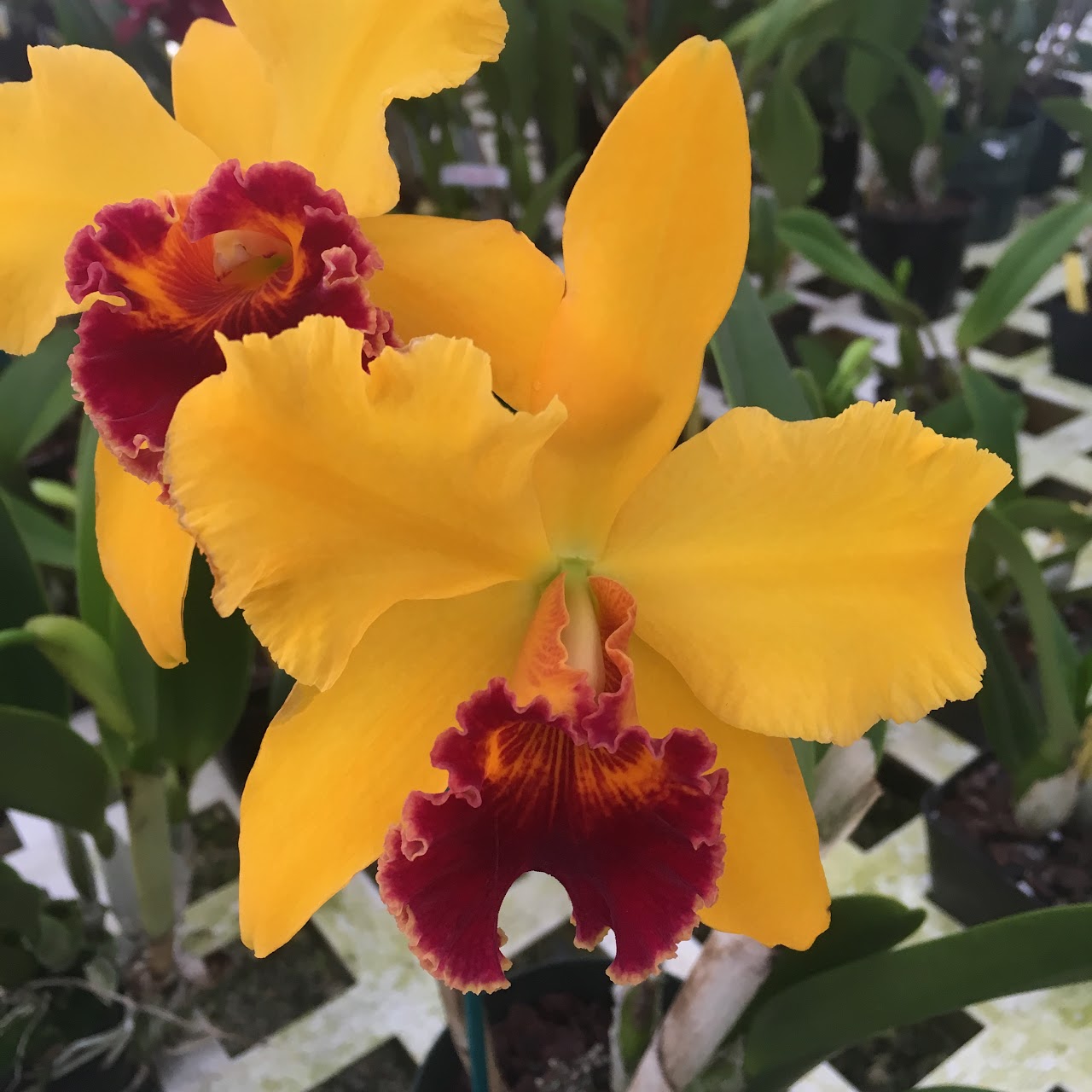 Rhyncholaeliocattleya Hsinying Yellowbird 'Sunburst', (Rlc. Hsinying Toki x Willette Wong) — Cattleya, Natt's Orchids