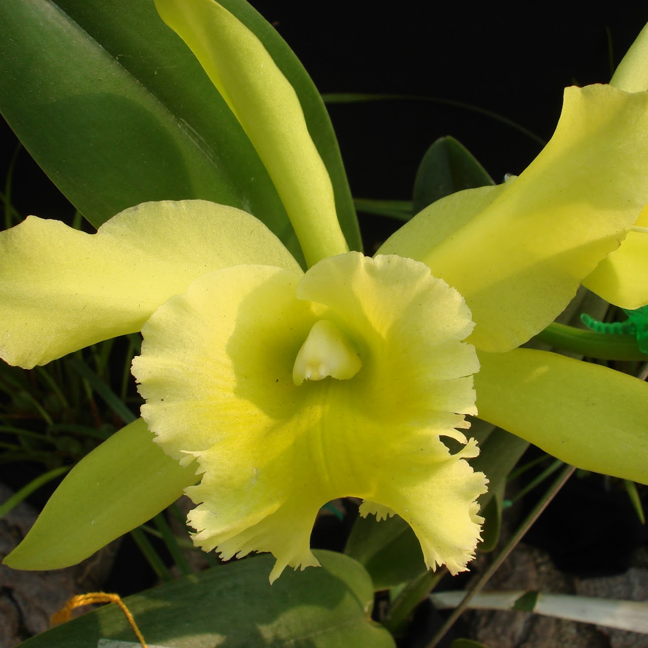Rhyncholaeliocattleya Ports of Paradise (Rlc. Fortune x Rhyncholaelia digbyana) — Cattleya, Natt's Orchids
