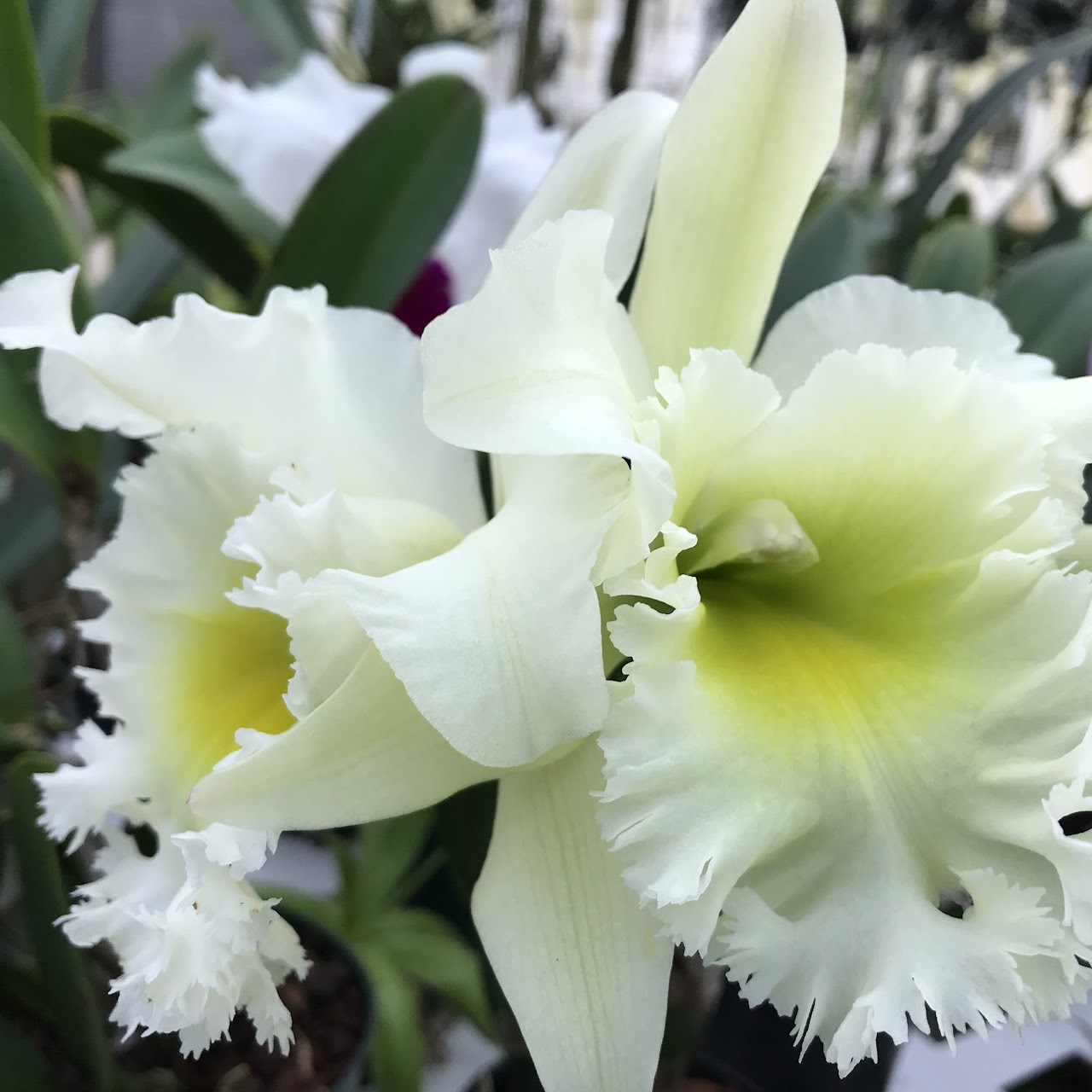 Rhyncholaeliocattleya Karnmaneethong (Rlc Ports of Paradise x Udom Gold) — Cattleya, Natt's Orchids